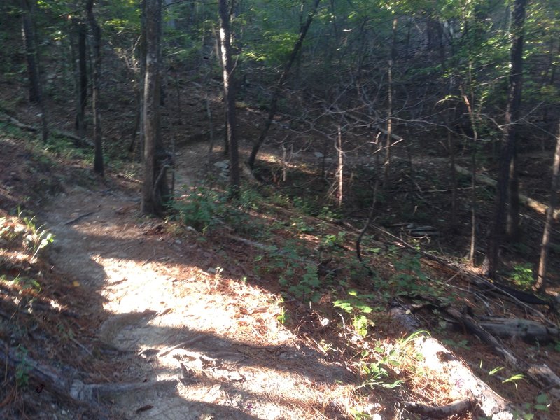 One of the more technical spots on the trail.  It appears to have been made so by erosion exposing some tree roots.