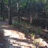 One of the more technical spots on the trail.  It appears to have been made so by erosion exposing some tree roots.