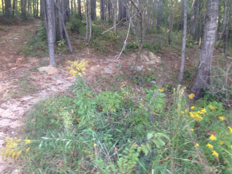 This spot can be confusing when returning to the trailhead.  The fire road is to the left (or straight) and the trail is to the right.