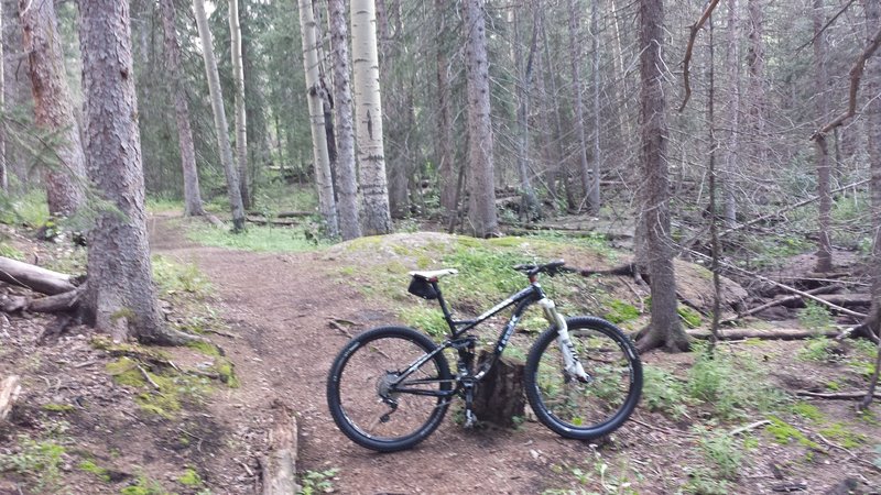 Cool woods on Rampart Reservoir Trail