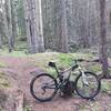 Cool woods on Rampart Reservoir Trail