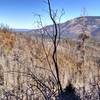 View of Redondo Peak over the Las Conchas Fire scar.