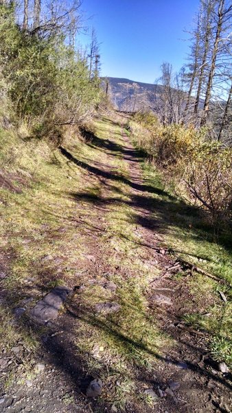 Grassy doubletrack on Forest Rd 4A