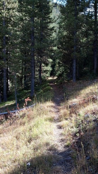 Rock Creek Trail is 100% singletrack.