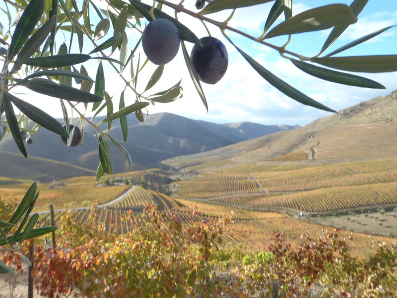 Olivar y viñedos