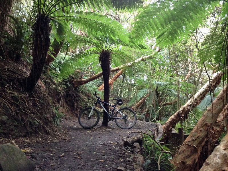 Tree-fern Roundabout