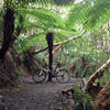 Tree-fern Roundabout