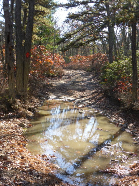 GWNF Forest RT 162, first puddle of several at top of ridge