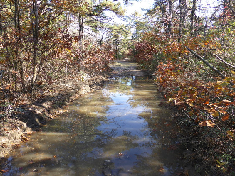 GWNF Forest RT 162, in a region of many pond/puddles on ridge.