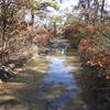 GWNF Forest RT 162, in a region of many pond/puddles on ridge.