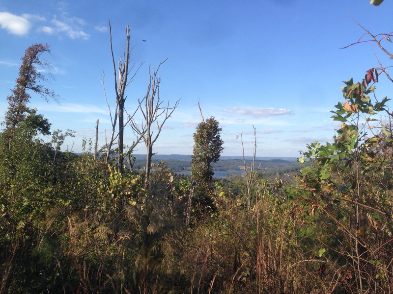 View of Lake Guntersville above trees damaged during the April 2011 tornado outbreak.