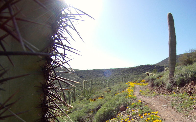 poppies on the Spur Cross Trail