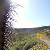 poppies on the Spur Cross Trail