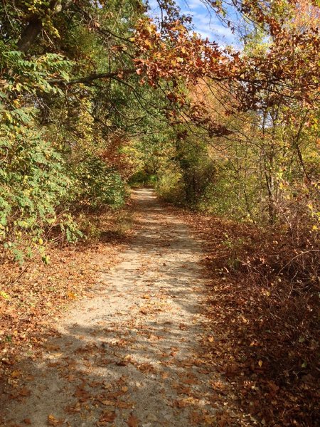 Dirt path along the edge of Horn Pond.