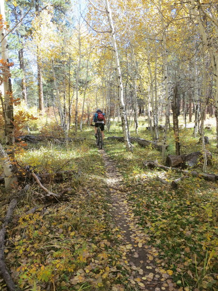 In the aspens near the start of the climb on Bean Canyon.