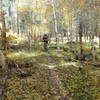 In the aspens near the start of the climb on Bean Canyon.