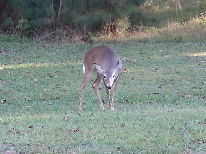 Lots of wildlife in the park (including alligators!)