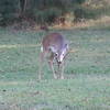 Lots of wildlife in the park (including alligators!)