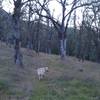 Fiske Creek Trail, not well used...