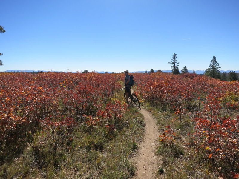 In the scrub oak along Italian Canyon Trail