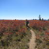 In the scrub oak along Italian Canyon Trail