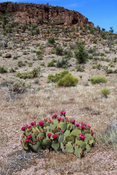 Springtime cactus in bloom on Foothills Rim Trail