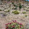 Springtime cactus in bloom on Foothills Rim Trail