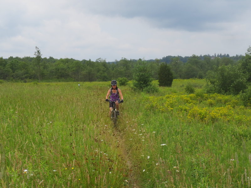 Beaver Creek Meadow