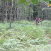 Through the ferns