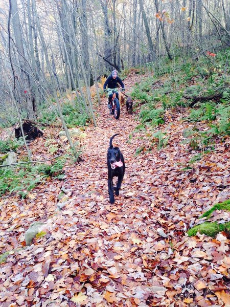 Great Fall riding! There's no hunting in Fork Run so no reason not to ride!