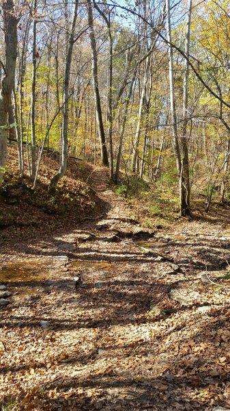 Fun creek crossing covered in leaves.