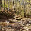 Fun creek crossing covered in leaves.