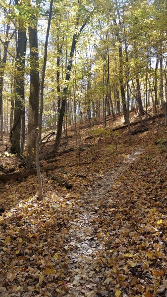 Leaf covered singletrack on Shawnee Trail