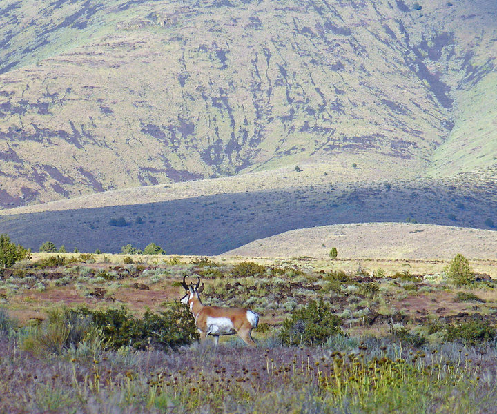 Wildlife and the Modoc Plateau