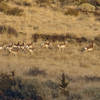 Pronghorn at dusk