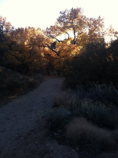 Trees in Tijeras Canyon Arroyo