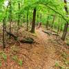 Flowing through some sweet hand-cut trail on War Eagle Loop!