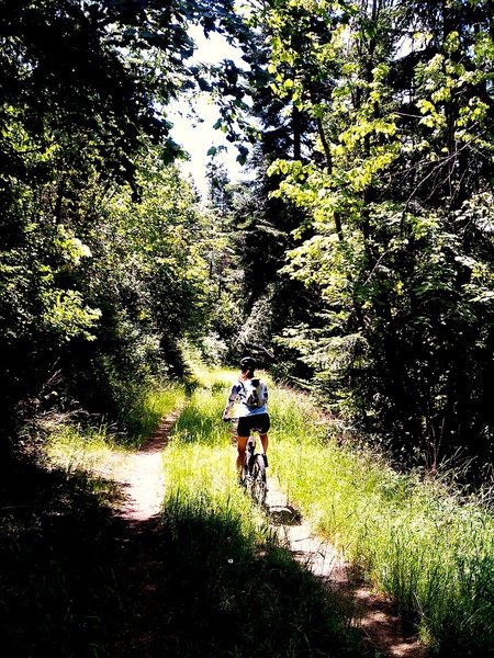 Riding Southward on Forest Service Trail 3016