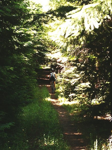 Riding Southward on Forest Service Trial 3016