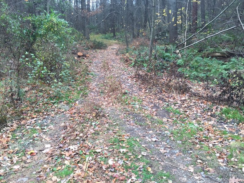 Looking up the Musser Gap Trail