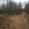 Bear left onto the singletrack when climbing this trail to stay on Musser Gap Trail, straight ahead for Mountain Mist Trail