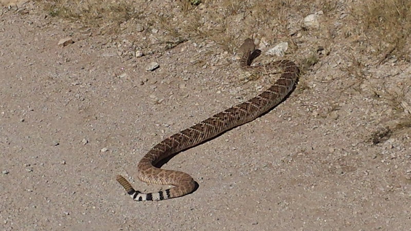 Healthy local resident on Honeybee Canyon Loop