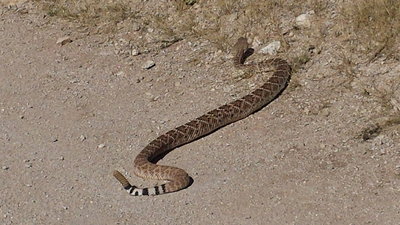 Healthy local resident on Honeybee Canyon Loop