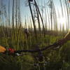 Old burn and new bear grass