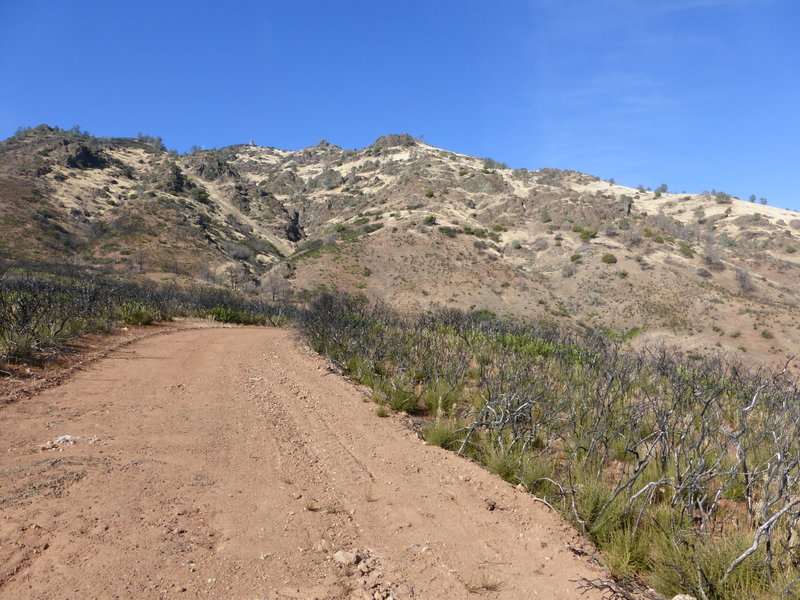 A barren landscape that is recovering from fire- on Rhine Canyon Rd