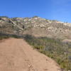 A barren landscape that is recovering from fire- on Rhine Canyon Rd