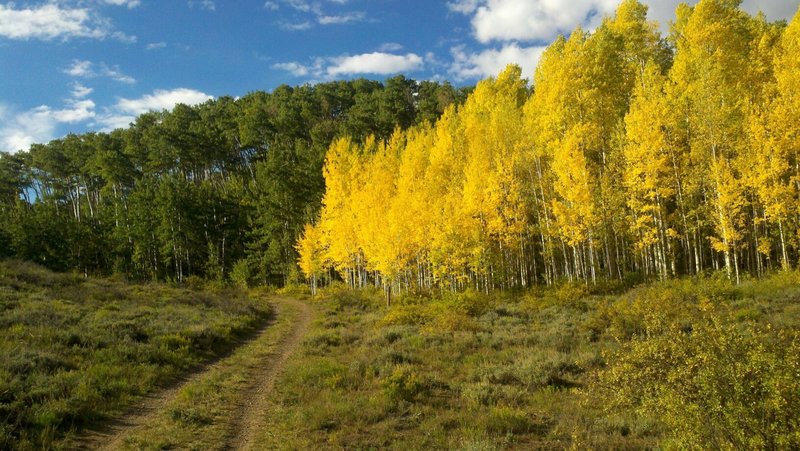 Lupine trail in the fall