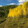 Lupine trail in the fall