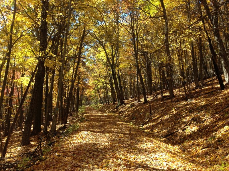 Road section of the North Fork Trail