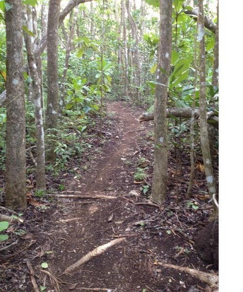 This is the typical type of terrain on Corozal MTB Trail. Dirt with some roots.